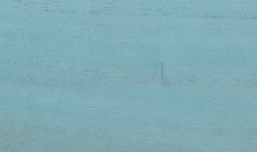 Muestra de madera TERRA Princess Tree · Sky Blue